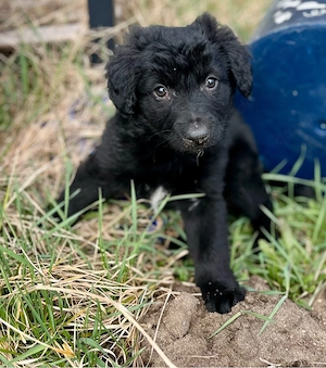 Letzten Labradormischlings Welpen