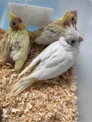 nymphensittich Handaufzucht