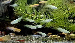 verschiedene Medaka japanischer Reisfisch Oryzias latipes 