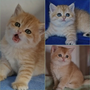 Bkh Kitten mit Stammbaum 