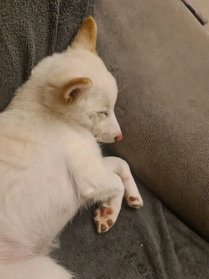 Reinrassiger weisser Shiba Inu Welpe