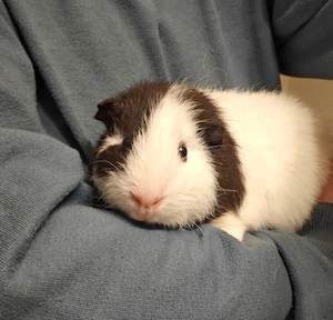 Teddy Meerschweinchen Dame Weibchen  Bild 3