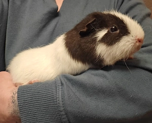 Teddy Meerschweinchen Dame Weibchen 