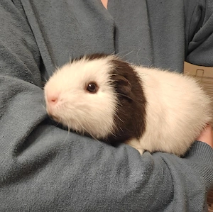 Teddy Meerschweinchen Dame Weibchen  Bild 5