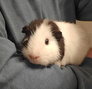 Teddy Meerschweinchen Dame Weibchen  Bild 2