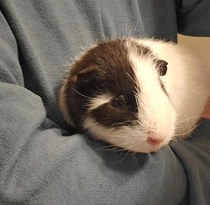 Teddy Meerschweinchen Dame Weibchen  Bild 4
