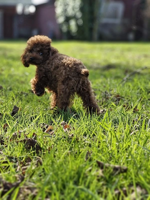 Reinrassiger Asiatischer Toy Pudel Toypudel Rüde Red 2 Jahre alt Bild 4