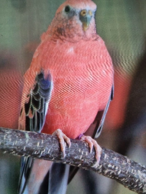 Bourkesittich Hähne gesucht