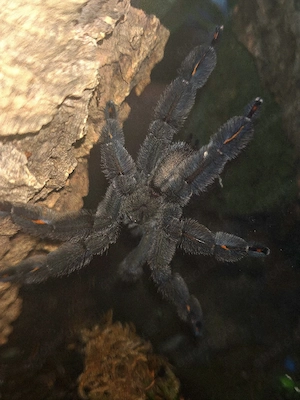 1.0 Psalmopoeus irminia RH