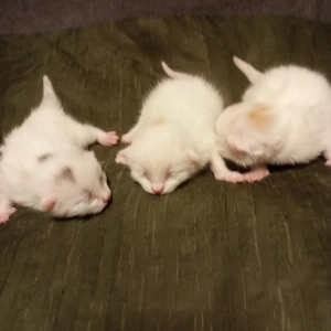 Türkische van Babys 