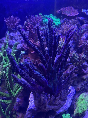  Acropora türkisfarbene mit blauen Polypen