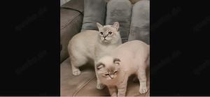 British Kurzhaar Kater