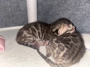    Bengal Kitten   Brown Spotted (Snow Gen Träger)   
