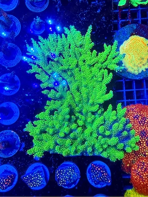 XXL Acropora Koralle Sps Meerwasser Aquarium