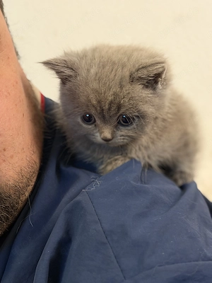 BKH Kitten, Auszugsbereit