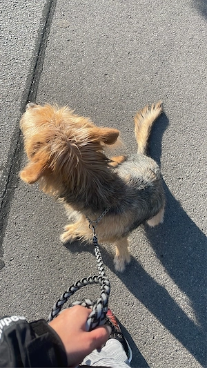 hund sucht zu hause Dringend  Bild 7
