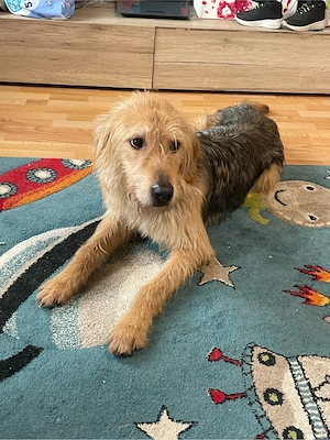 hund sucht zu hause Dringend  Bild 5