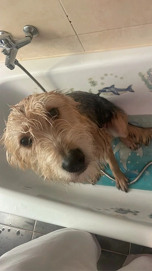hund sucht zu hause Dringend  Bild 6