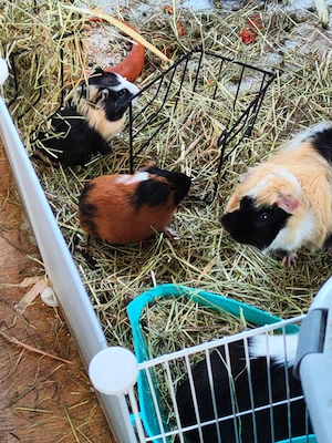 Die knuffigsten Meerschweinchen der Welt 