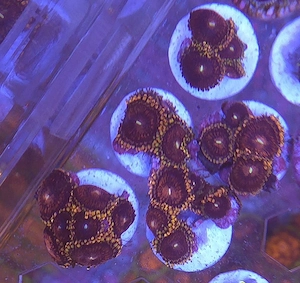 Pink Muncher Zoanthus