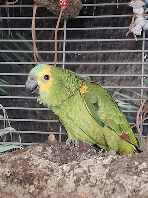 Blaustirnamazone weiblich jung