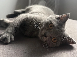 Wunderschöne Bkh Katze! 