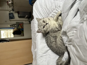 Britisch Kurzhaar Katze   liebevolle Abgabe