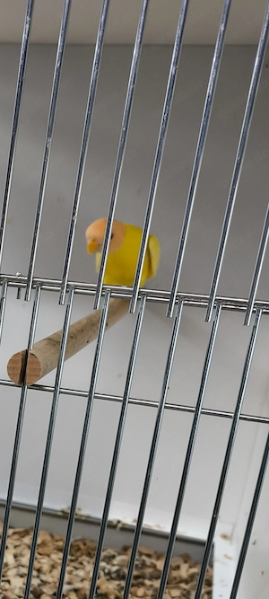 Lutino Pflaumenkopfsittich 