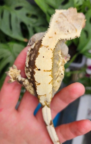 Kronengecko Weibchen Harlequin