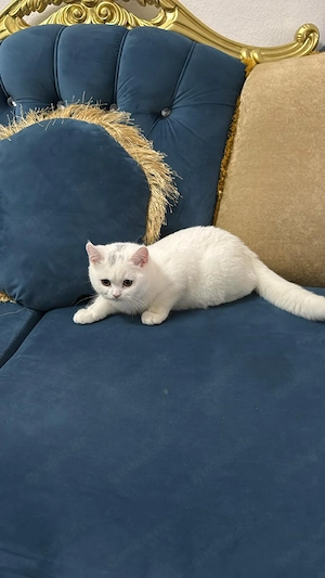 Weiß baby Katzen BKH 