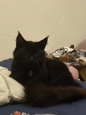 loni sucht ein neues Zuhause 