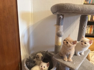 Britisch Kurzhaar Kitten