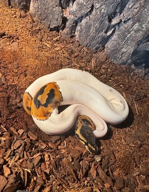 0.1 Königsphyton piebald Weibchen 