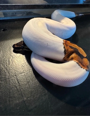 0.1 Königsphyton piebald Weibchen 