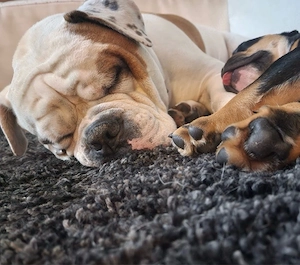 Amerikanische  Bulldogg