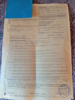  Griechische Landschildkröten, Testudo h. boettgeri NZ 25