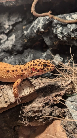 Leopardgecko mit Eingerichteten Terrarium Set