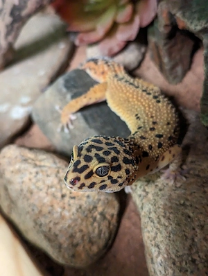 Leopardgecko [Weibchen]