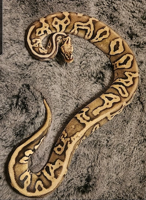 1.0 Leopard Super Pastel Yellowbelly het Clown Königspython 