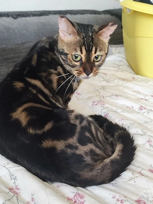 bengal marblet Katze 
