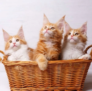 Premium Maine Coon Katzen   Außergewöhnliche Qualität & Sanfte Riesen