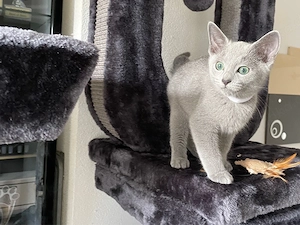 Abgabebereit!Reinrassige Russisch Blau Kitten mit Stammbaum Bild 4