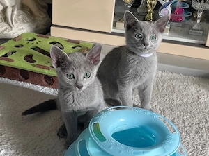 Reinrassige Russisch Blau Kitten mit Stammbaum