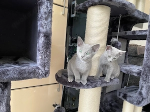 Abgabebereit!Reinrassige Russisch Blau Kitten mit Stammbaum Bild 8
