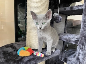 Abgabebereit!Reinrassige Russisch Blau Kitten mit Stammbaum Bild 5