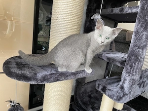 Abgabebereit!Reinrassige Russisch Blau Kitten mit Stammbaum Bild 6