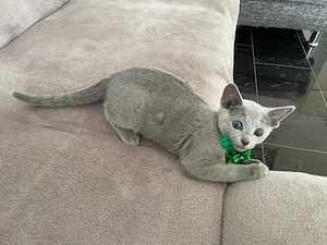 Abgabebereit!Reinrassige Russisch Blau Kitten mit Stammbaum Bild 7