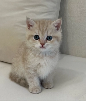 Reinrassige BKH Kitten mit Stammbaum Bild 5