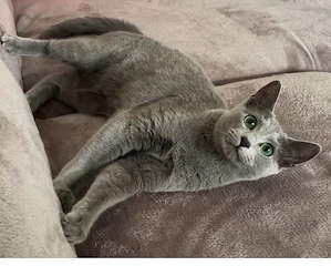 Abgabebereit!Reinrassige Russisch Blau Kitten mit Stammbaum Bild 10