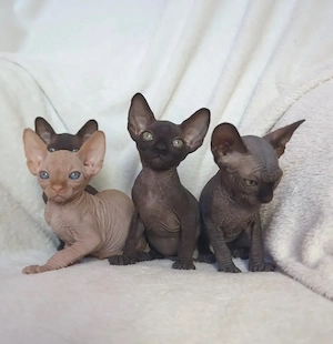 Exklusive Sphynx-Kätzchen   Elegant, anhänglich & einzigartig